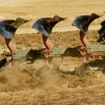 Implementos agrícolas que substituem a charrua de aiveca