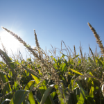 Fertilização e rega no milho