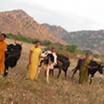 A Bellota Agrisolutions destina 155 vacas para a criação de recursos na Índia.