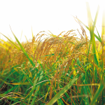 Sementeira de cereais de trigo duro, tipo de trabalhos agrícolas
